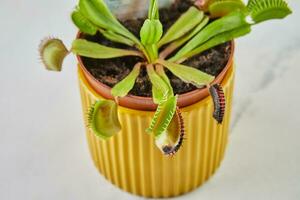 dionaea gespierd Venus flytrap is vleesetend plant, vleesetend fabriek voor vangen insecten foto