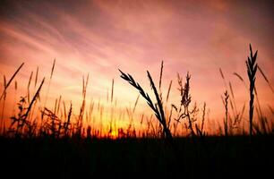 tropisch zee zonsondergang boom lucht visie achtergrond foto