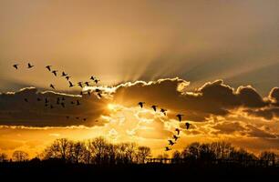 tropisch zee zonsondergang boom lucht visie achtergrond foto