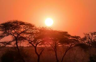 tropisch zee zonsondergang boom lucht visie achtergrond foto