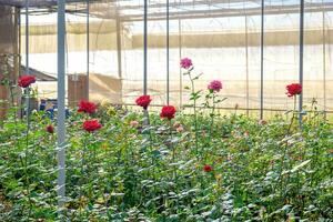 rozen struik tuin in fabriek foto