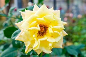 roos geel bloeiend in fabriek foto
