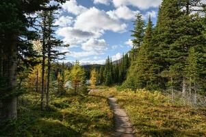 wandelen spoor met herfst Woud en meer met blauw lucht in provinciaal park foto