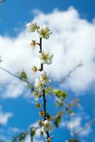 Chinese pruim, japans abrikoos, bloei wit bloem mooi Aan Afdeling foto