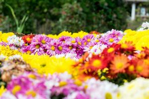 chrysant kleurrijk bloemen in festival tuin foto