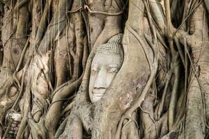 Boeddha hoofd standbeeld binnen bodhi boom foto