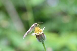 heliotroop mot neergestreken Aan tridax procumbens bloem. mooi utetheisa pulchelloides zuigen nectar foto