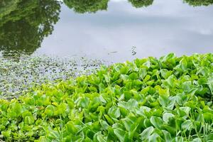 water hyacint veel groen in rivier- foto