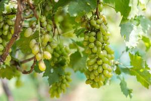 wijngaard met witte wijndruiven op het platteland, zonnige druiventrossen hangen aan de wijnstok