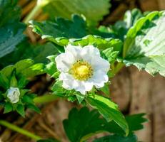 aardbei bloem wit blad geel stuifmeel foto