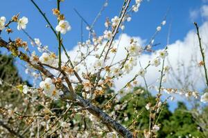 Chinese pruim, japans abrikoos, bloei wit bloem mooi foto