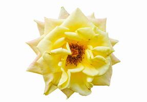 roos geel bloeiend Aan wit achtergrond foto