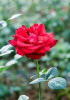 mooi rood roos bloeien foto