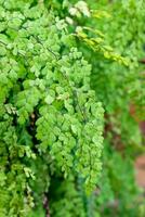 meisje haar- varen adiantum sp groen blad glimmend foto