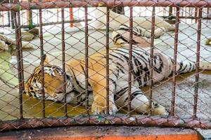 groot Koninklijk tijger eenzaam slaap foto