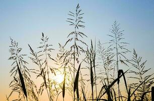 tropisch zee zonsondergang boom lucht visie achtergrond foto