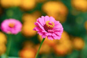 roze zinnia bloem dichtbij omhoog in de zomer tuin foto