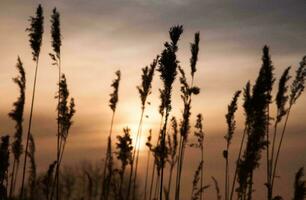 tropisch zee zonsondergang boom lucht visie achtergrond foto