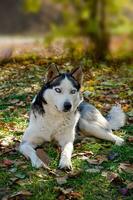hond Siberisch schor. portret van een schor met blauw ogen. heel mooi ogen. foto