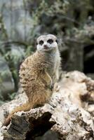 meerkat in de wild foto