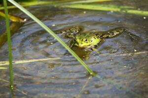 groene kikker in de vijver foto