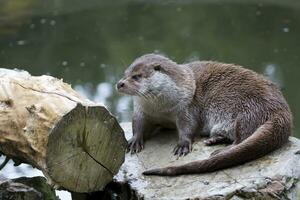 Euraziatisch Otter in de wild foto