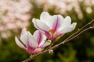 macro bloeiend magnolia Aan een detailopname Afdeling foto