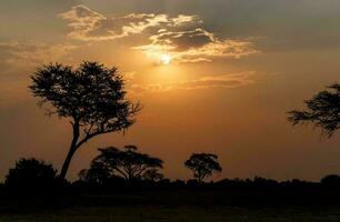 tropisch zee zonsondergang boom lucht visie achtergrond foto