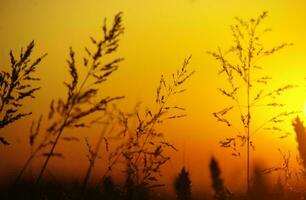 tropisch zee zonsondergang boom lucht visie achtergrond foto