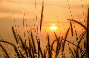 tropisch zee zonsondergang boom lucht visie achtergrond foto