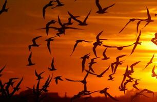 tropisch zee zonsondergang boom lucht visie achtergrond foto