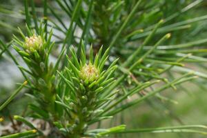 een dichtbij omhoog van een pijnboom boom met klein groen bloemknoppen foto