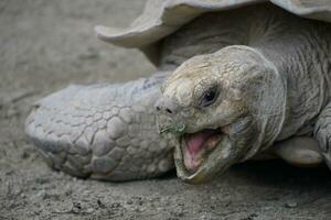 een groot schildpad met haar mond Open foto