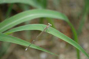 een klein insect is zittend Aan een blad foto