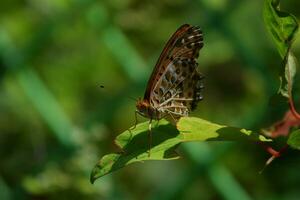 een vlinder is zittend Aan een blad foto