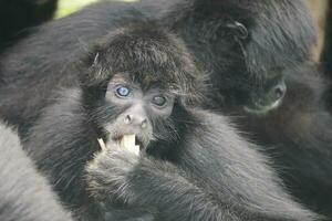 een baby aap aan het eten een stuk van fruit foto