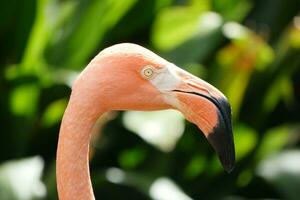 een dichtbij omhoog van een flamingo's hoofd met groen bladeren in de achtergrond foto