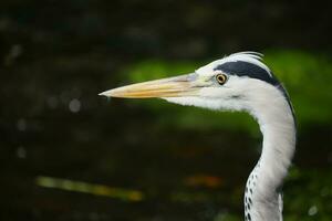 een dichtbij omhoog van een reiger hoofd met een lang bek foto