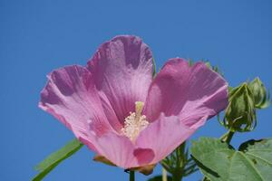 pale roze bloem hoofd tegen blauw lucht foto