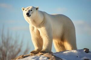polair beer in haar natuurlijk leefgebied in de arctisch cirkel. ai gegenereerd foto