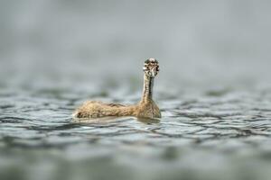 een jong Super goed kuif- fuut kuiken podiceps cristatus zwemt Aan een reflecterende meer foto