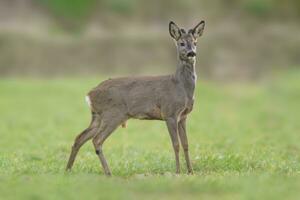 een ree hert buck capreolus capreolus staat Aan een groen weide en eet foto