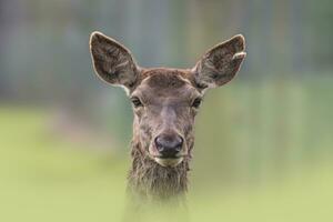 een portret van een rood hert doe cervus elaphus in een weide foto