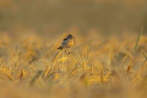 een een vrouw stonechat saxicola rubicola zit Aan de oren van een tarwe veld- en zoekopdrachten voor insecten foto