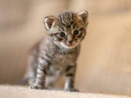 een jong huiselijk gestreept kat felis catus looks schattig foto