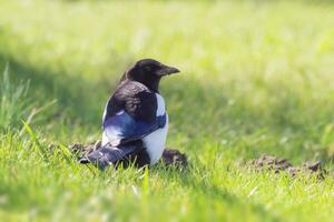 een ekster pica pica zit in een weide en looks voor voedsel foto