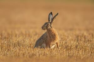 een Europese haas lepus europaeus zit Aan een geoogst stoppels veld- foto