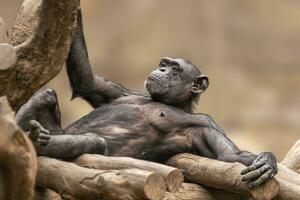 een volwassen chimpansee leugens Aan een platform en ontspant foto