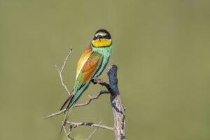 oe kleurrijk bijeneter merops apiaster zit Aan een Afdeling en looks voor insecten foto