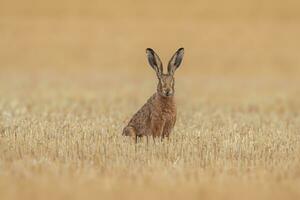 een Europese haas lepus europaeus zit Aan een geoogst stoppels veld- foto